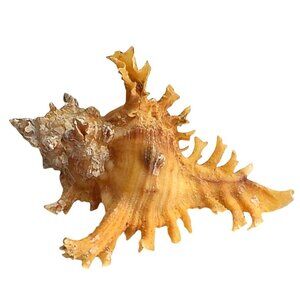 "Rare" Murex Crocatus Reeve Shell Natural Specimen GEM